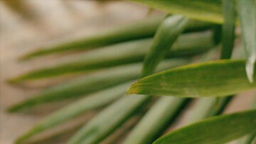 Photo © 2019 The Grosby Group

Agua de tamarindo