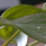 Photo © 2022 The Grosby Group Food Division

Cous cous de Brocoli, Yema y Queso  

cous cous
chorrito de aceite de oliva
media cebolla
sal
1 brocoli picado

salteamos ligeramente

colocamos brocoli, agregamos yema de huevo y queso feta

acabamos con aceite de oliva


Broccoli, Egg Yolk and Cheese Couscous 

couscous
splash of olive oil
half onion
salt
1 broccoli, chopped

sauté lightly

place broccoli, add egg yolk and feta cheese

end up with olive oil