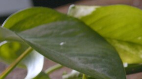 Photo © 2022 The Grosby Group Food Division

Cous cous de Brocoli, Yema y Queso  

cous cous
chorrito de aceite de oliva
media cebolla
sal
1 brocoli picado

salteamos ligeramente

colocamos brocoli, agregamos yema de huevo y queso feta

acabamos con aceite de oliva


Broccoli, Egg Yolk and Cheese Couscous 

couscous
splash of olive oil
half onion
salt
1 broccoli, chopped

sauté lightly

place broccoli, add egg yolk and feta cheese

end up with olive oil