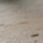 champiñones rellenos