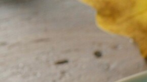 champiñones rellenos