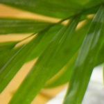 bowl de avena y maple