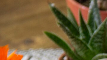 Atoles para el Día de los Muertos