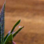 Chilaquiles tricolor