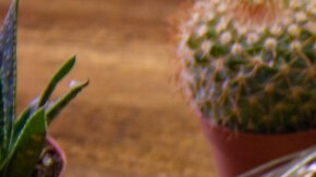 Chilaquiles tricolor