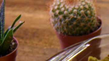 Chilaquiles tricolor