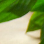 Ensalada de judías con críticos