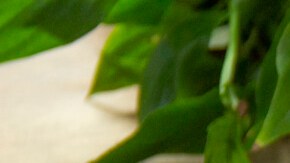 Ensalada de judías con críticos