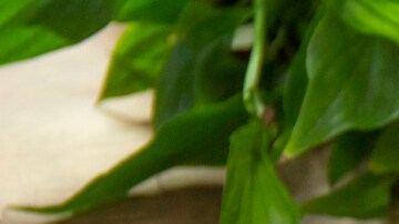 Ensalada de judías con críticos