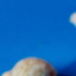 Brochetas de cerdo y piña