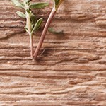 brochetas de gambas y bacon