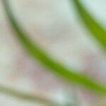 frappé de café de olla