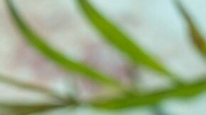 frappé de café de olla