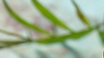 frappé de café de olla