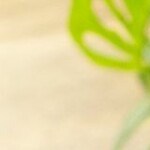 Alitas empanizadas en salsa picante