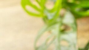 Alitas empanizadas en salsa picante