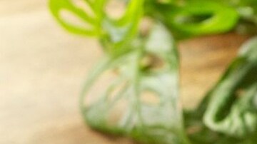 Alitas empanizadas en salsa picante