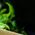 Brochetas de pollo con miel y mostaza