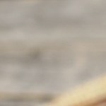 Tortilla de pimientos