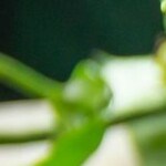 ensalada de aguacate y quinoa