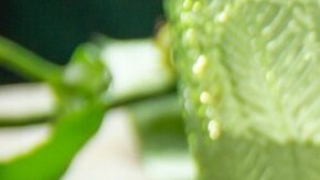 ensalada de aguacate y quinoa