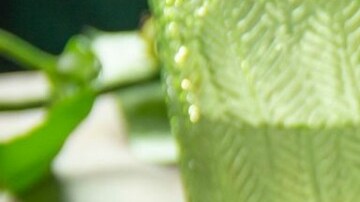 ensalada de aguacate y quinoa