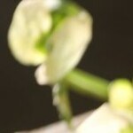 espaguettis de calabacin y pesto