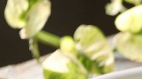 espaguettis de calabacin y pesto