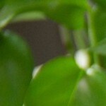 Huevos de pascua sorpresa