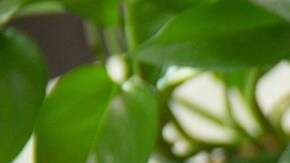 Huevos de pascua sorpresa