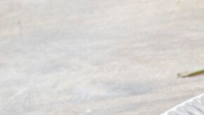 Chicharrones en salsa verde