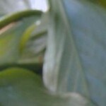 Bitoques de ternera con salsa tzatziki