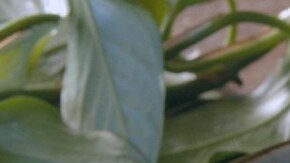 Bitoques de ternera con salsa tzatziki