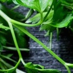 Lomo de cerdo con costra de pimienta y limón