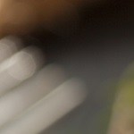 Lomo de cerdo braseado con vino blanco y ajo