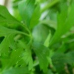 higado en salsa de champiñones