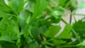 higado en salsa de champiñones