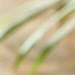 hot cakes de harina maíz con dedos de pollo frito