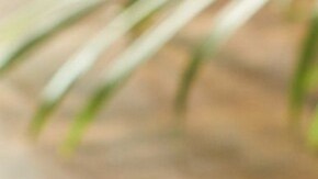 hot cakes de harina maíz con dedos de pollo frito