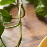 milanesas de pollo al horno