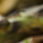 lomo de cerdo en escabeche