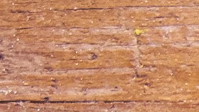 Tarta de queso sin horno