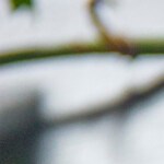 lasaña de berenjenas vegetariana