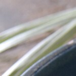 Photo © 2022 The Grosby Group Food Division
Mango y Piña
pelamos y cortamos una piña
mango
chorrito de ron
2 cucharadas de azúcar negra
1 mango
cocinar 5 min
Mango and Pineapple
peel and cut a pineapple
mango
splash of rum
2 tbsp of brown sugar
1 mango
cook for 5 min