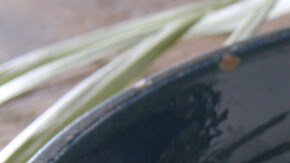 Photo © 2022 The Grosby Group Food Division

Mango y Piña  

pelamos y cortamos una piña

mango
chorrito de ron
2 cucharadas de azúcar negra
1 mango

cocinar 5 min


Mango and Pineapple  

peel and cut a pineapple

mango
splash of rum
2 tbsp of brown sugar
1 mango

cook for 5 min