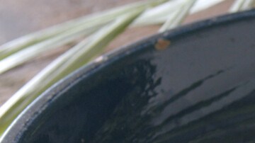 Photo © 2022 The Grosby Group Food Division

Mango y Piña  

pelamos y cortamos una piña

mango
chorrito de ron
2 cucharadas de azúcar negra
1 mango

cocinar 5 min


Mango and Pineapple  

peel and cut a pineapple

mango
splash of rum
2 tbsp of brown sugar
1 mango

cook for 5 min