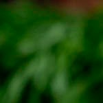 bizcocho de plátano y zanahoria