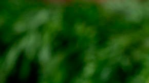 bizcocho de plátano y zanahoria