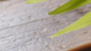 Mousse de chocolate y aguacate