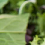 milanesas de berenjena gratinadas